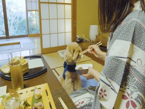 愛犬と楽しむ温泉旅館伊豆修善寺絆+(静岡県伊豆市修善寺3372-1)